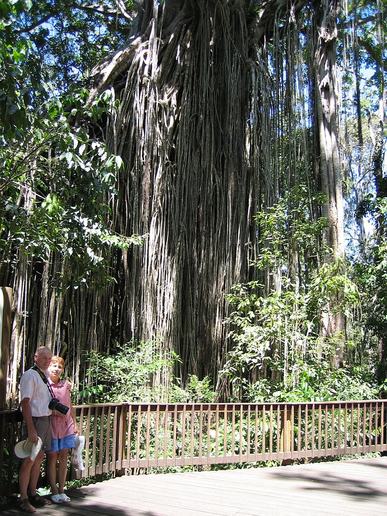 206 Curtain Fig Tree.jpg